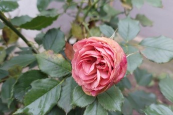 Фото: Погода начала декабря вошла в пятерку самых теплых за всю историю метеонаблюдений в Лиде Фото: Погода начала декабря вошла в пятерку самых теплых за всю историю метеонаблюдений в Лиде