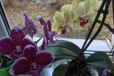 Фото: Орхидеи - советы и секреты