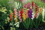 Фото: Гладиолусы, флоксы, георгины. Когда в мае 2024 сажать в открытый грунт садовые цветы