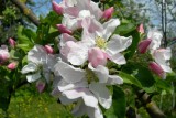 Фото: Почему яблоня и груша не цветут и как их "заставить"