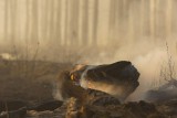 Фото: Четыре лесных пожара потушили в Беларуси за сутки