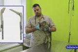 Фото: Новые лапки для кошечки Лапы: питомца из Лиды готовят к протезированию обеих передних конечностей