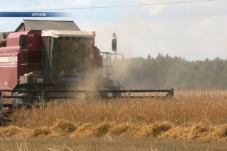 Фото: Белорусские аграрии убрали 15% площадей зерновых и зернобобовых культур