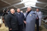 Фото: Александр Лукашенко ориентирует на более быстрое развитие племенного животноводства в Беларуси