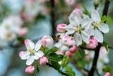 Фото: Сад во время цветения: 6 работ, которые нельзя пропустить Фото: Сад во время цветения: 6 работ, которые нельзя пропустить