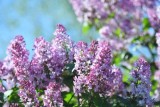 Фото: Осторожно, сирень: почему любимый весенний цветок может навредить здоровью