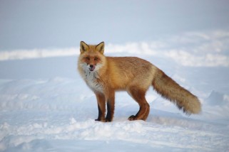 Фото: Рыжие, бесстыжие! На один из заводов в Лиде  повадились ходить лисы