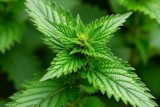 Фото: 8 растений, из которых можно сделать удобрения