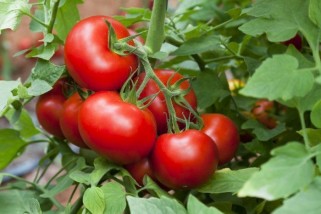 Фото: Лечим томаты в теплице и открытом грунте