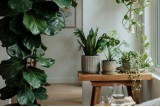 Фото: Комнатные цветы на продажу? Рассказываем, как подзаработать в рамках закона Фото: Комнатные цветы на продажу? Рассказываем, как подзаработать в рамках закона