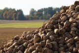 Фото: Сахарную свеклу в Беларуси убрали с трети площадей