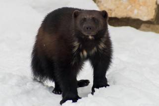 Фото: Знакомьтесь: росомаха Люси!