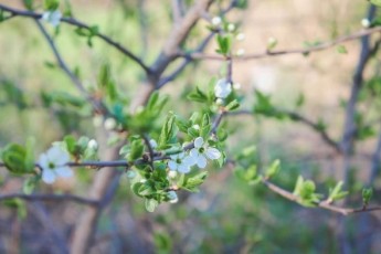 Фото: Весеннее равноденствие-2026: когда в Беларусь придет астрономическая весна и как ее встречать