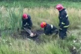 Фото: В Лидском районе работники МЧС спасли обессилевшую от жары собаку Фото: В Лидском районе работники МЧС спасли обессилевшую от жары собаку