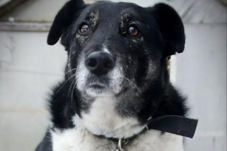 Фото: Как собака из приюта стала «сотрудницей» зоопарка