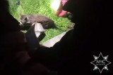 Фото: В Минском районе работники МЧС спасли упавшего в колодец котенка