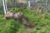 Фото: На границе с Литвой погиб лось, пытаясь преодолеть колючее заграждение Фото: На границе с Литвой погиб лось, пытаясь преодолеть колючее заграждение