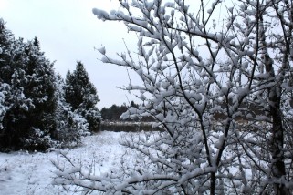 Фото: Фотовзгляд: природа примеряет зимний наряд, а в лесу нас ждут «грибы-подснежники»