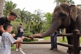 Фото: На Бали официально запретили катать туристов на слонах