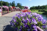Фото: Город-сад: Лида превратилась  в столицу цветов!