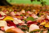 Фото: Как превратить обычные листья в ценное удобрение для сада Фото: Как превратить обычные листья в ценное удобрение для сада