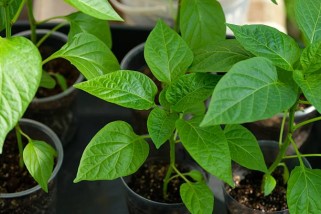 Фото: Полегла рассада перцев – почему так происходит и как ее спасти 