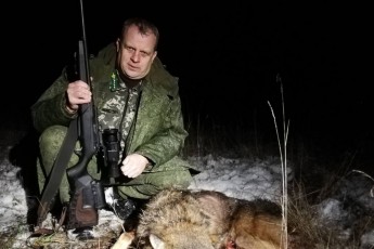 Фото: Волк обосновался в лесу у д. Ольжево. Правда, ненадолго!