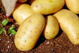Фото: Какую картошку купить на зиму: выбираем лучший сорт для жарки, варки, пюре