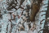 Фото: Никогда не подкармливайте золой эти растения