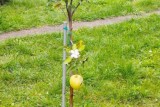 Фото: Яблоня в цвету – осеннее чудо в Лидком районе!