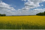 Фото: За съемку в рапсовом поле можно получить штраф