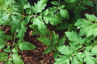 Фото: Когда сеять томаты на рассаду в 2026 году: точные сроки и лучшие дни по лунному календарю