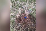 Фото: Восьмиклассник из Лиды стал курьером наркоторговцев: ему грозит до 15 лет лишения свободы