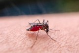 Фото: Ребенка укусил комар? Никакой зеленки! Специалист рассказал, чем обработать