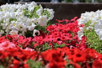 Фото: В Беларусь ворвется летнее тепло, но с погодными сюрпризами. Дмитрий Рябов дал прогноз на 18-24 мая