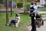 Фото: МНС опровергает фейки: налог на собак не менялся и не повышался 