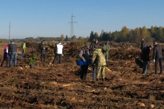 Фото: В Ивьевском районе продолжают восстанавливать лесной фонд в рамках акции «Дай лесу новае жыццё»