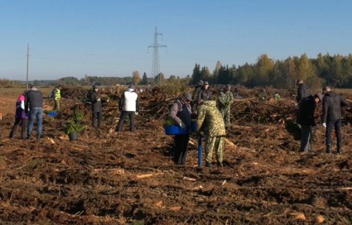 Фото: В Ивьевском районе продолжают восстанавливать лесной фонд в рамках акции «Дай лесу новае жыццё»