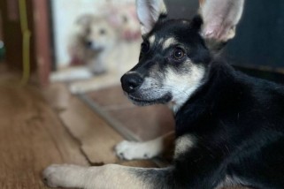 Фото: Если потеряли своего питомца или готовы взять домой собаку, смотрите наши объявления