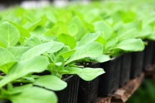 Фото: Мошки в рассаде: откуда берутся и как с ними бороться