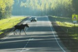 Фото: Опасные встречи на дорогах: почему дикие животные выходят на трассы и как избежать трагедии