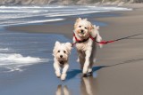 Фото: Домашние животные на пляже. Можно или нет? 
