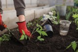 Фото: Заправьте лунки этим один раз – будете ведрами собирать томаты весь сезон