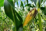 Фото: Какой урожай кукурузы и силоса планируют получить в этом сезоне, рассказали в Минсельхозпроде Фото: Какой урожай кукурузы и силоса планируют получить в этом сезоне, рассказали в Минсельхозпроде