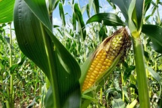 Фото: Какой урожай кукурузы и силоса планируют получить в этом сезоне, рассказали в Минсельхозпроде