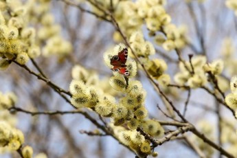 Фото: Будут ли в Беларуси ночные заморозки и снег 10 апреля, рассказали синоптики