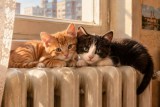 Фото: Когда включат отопление в Минске и областях Беларуси осенью 2026: нормы температуры и графики включения тепла в домах Фото: Когда включат отопление в Минске и областях Беларуси осенью 2026: нормы температуры и графики включения тепла в домах