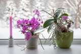Фото: Как ухаживать за орхидеей зимой: 7 советов для садоводов Фото: Как ухаживать за орхидеей зимой: 7 советов для садоводов