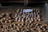 Фото: Садовод рассказал, как правильно сушить лук и чеснок после уборки Фото: Садовод рассказал, как правильно сушить лук и чеснок после уборки