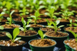 Фото: Что посеять в марте: проверенный список культур